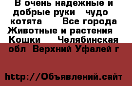 В очень надежные и добрые руки - чудо - котята!!! - Все города Животные и растения » Кошки   . Челябинская обл.,Верхний Уфалей г.